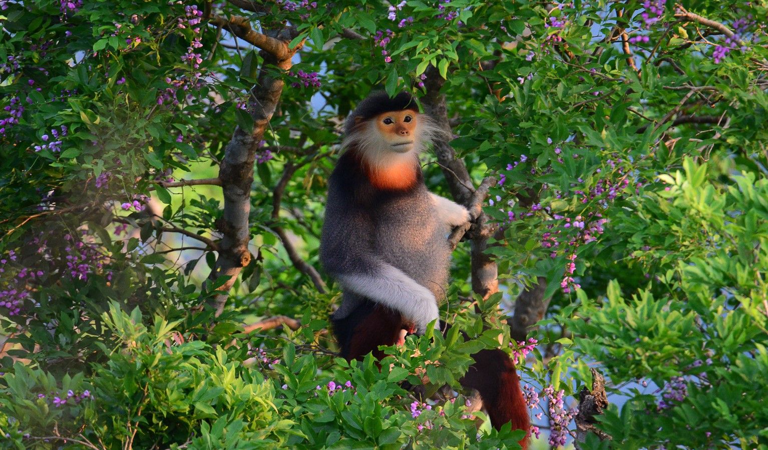 Tài liệu hướng dẫn tham quan Sơn Trà